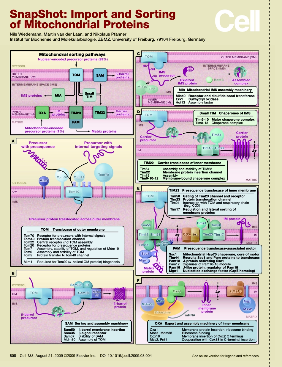 Import and Sorting of Mitochondrial Proteins.PDF_第1页