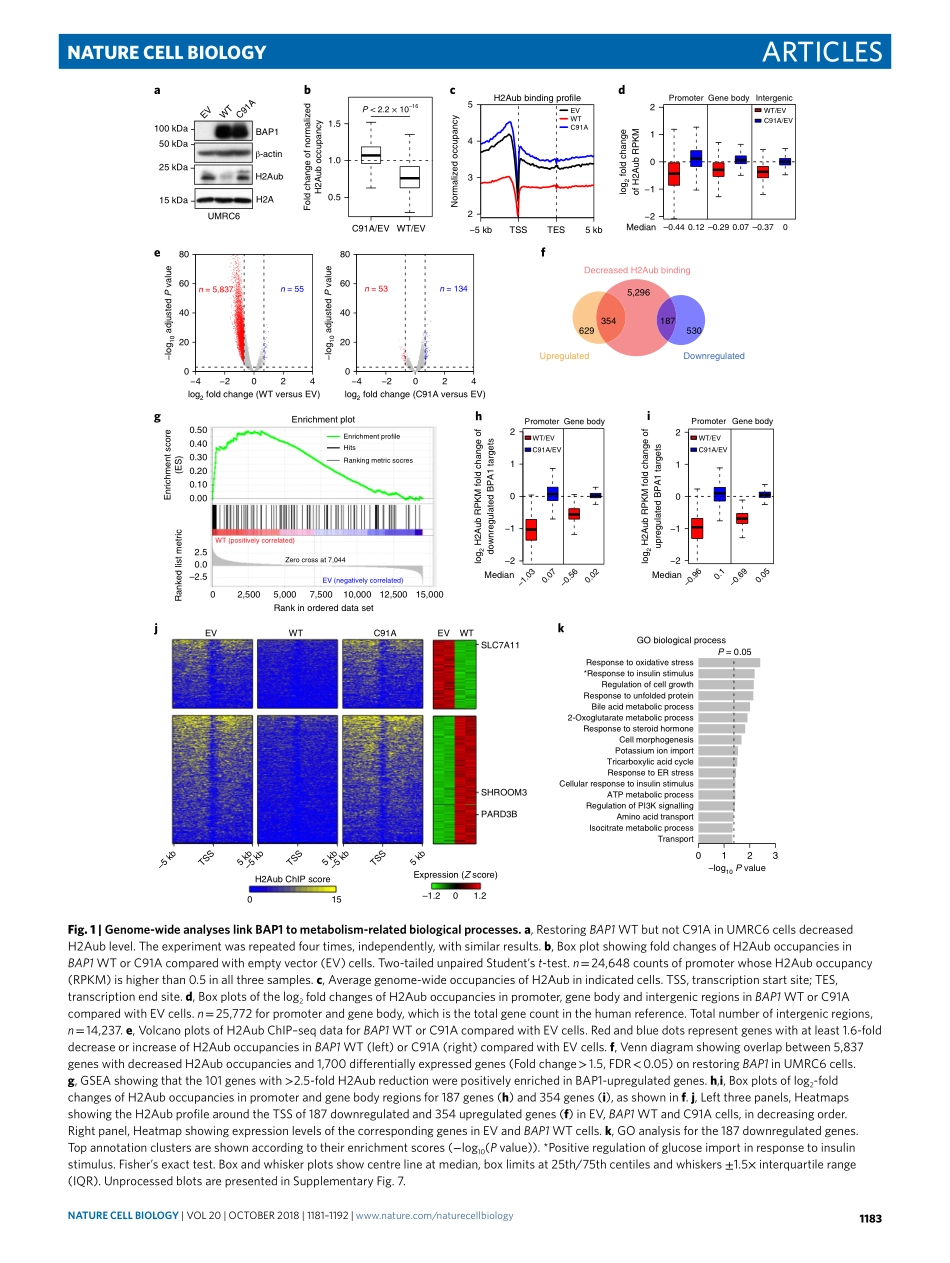 2018-Zhang-BAP1将ferroptosis的代谢调节与肿瘤抑制联系起来.pdf_第3页