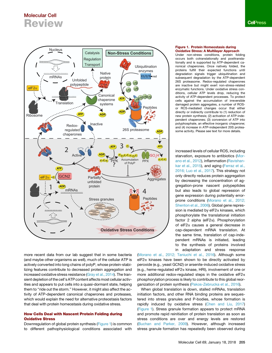 Maintaining a Healthy Proteome during Oxidative Stress.pdf_第3页