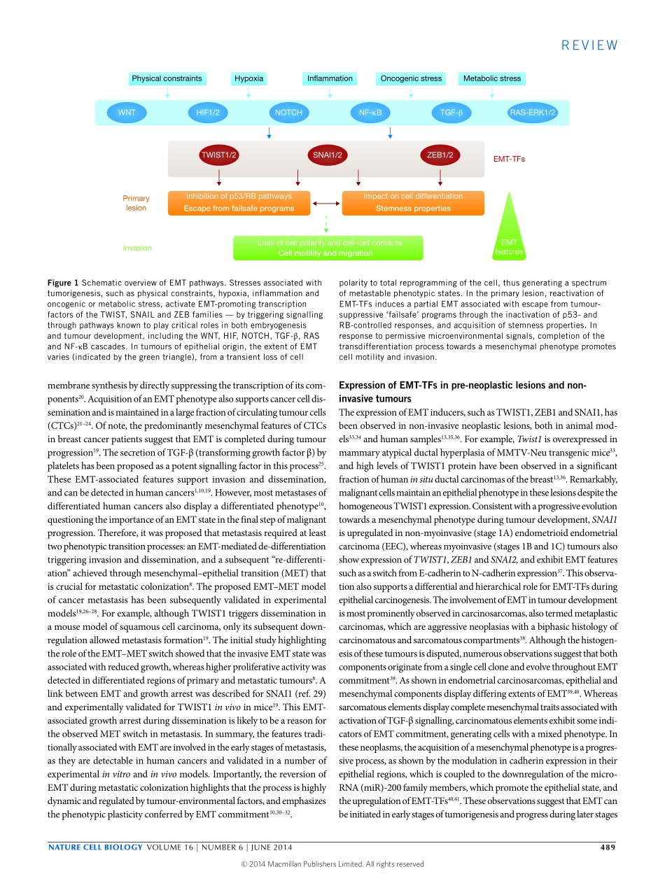 Oncogenic roles of EMT-inducing transcription factors.pdf_第2页