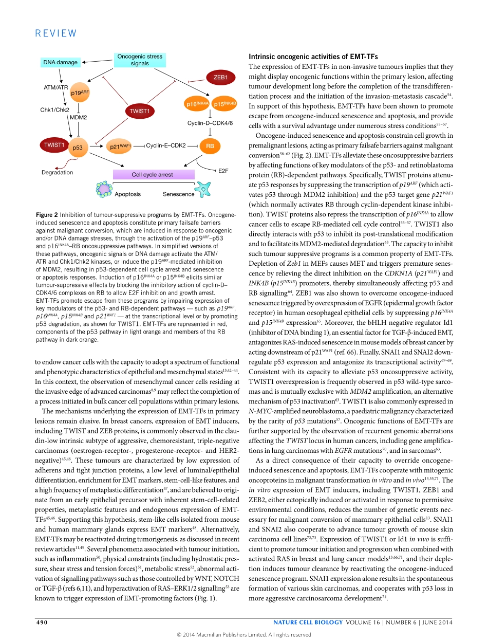Oncogenic roles of EMT-inducing transcription factors.pdf_第3页
