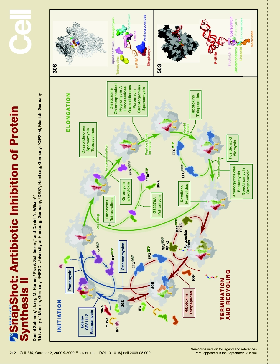 Antibiotic Inhibition of Protein Synthesis II.PDF_第1页
