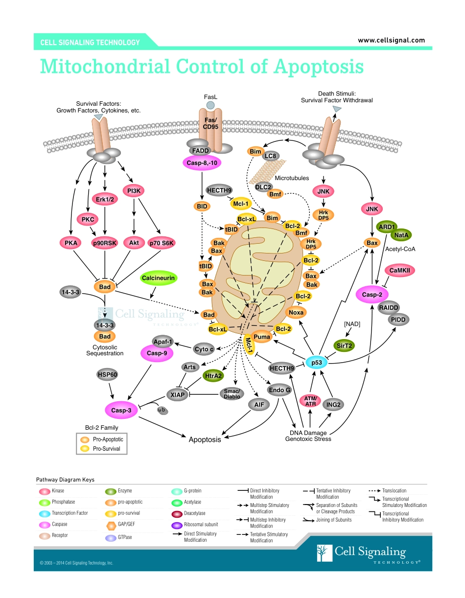 Mitochondrial Control of Apoptosis Signaling Interactive Pathway.pdf_第1页