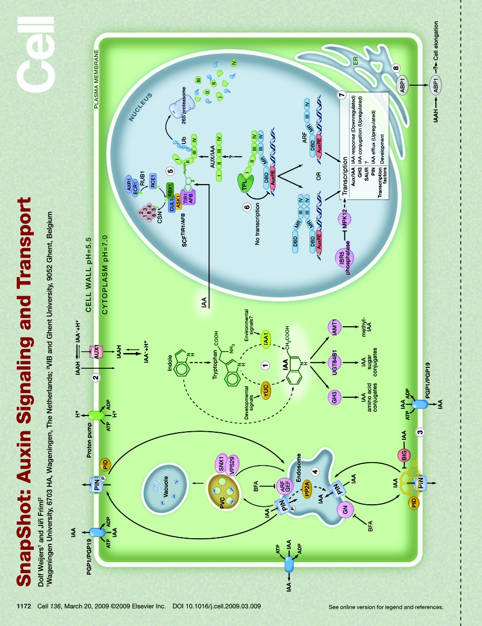 Auxin Signaling and Transport.PDF_第1页
