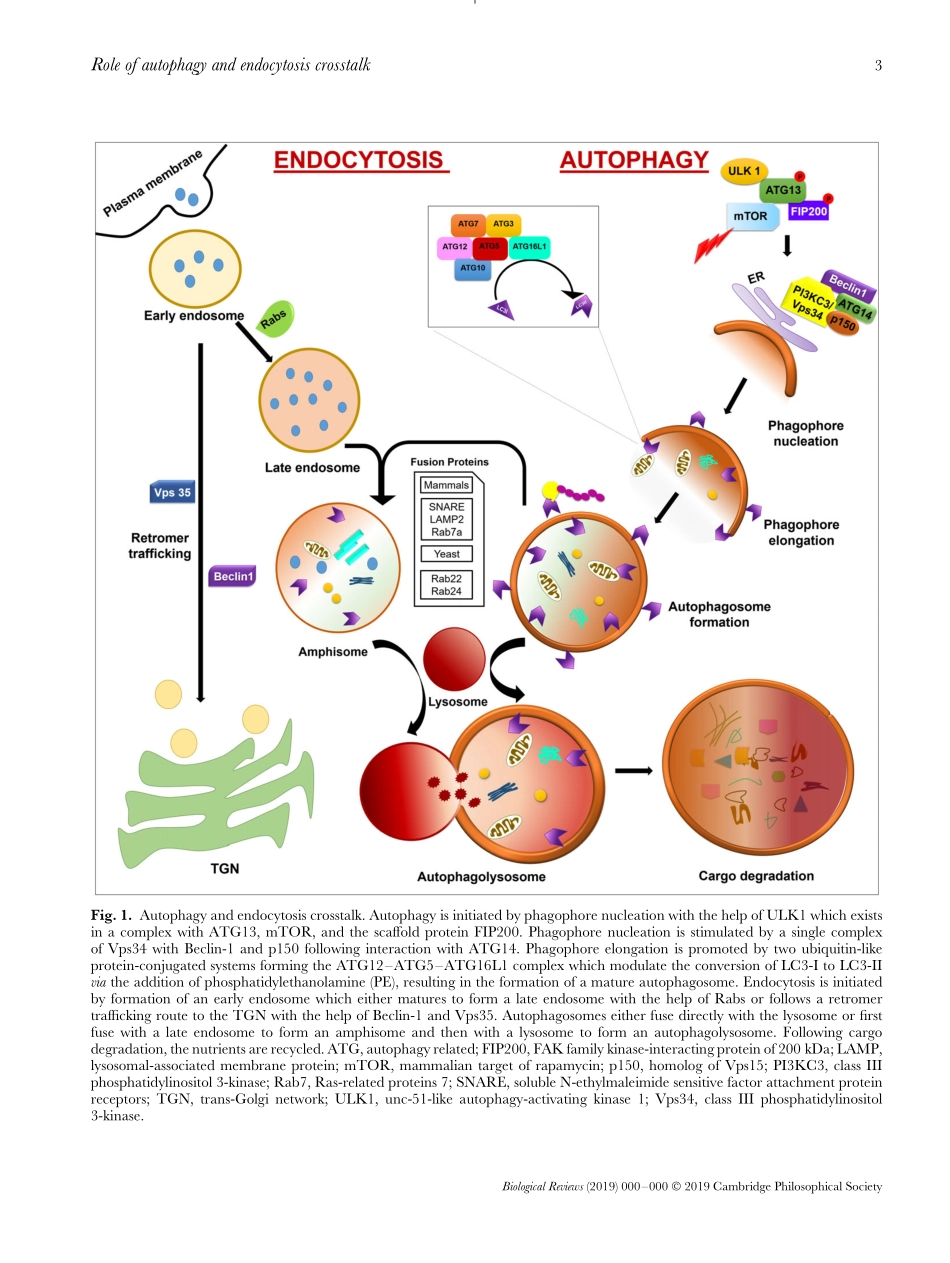 Molecular interplay of autophagy and endocytos.pdf_第3页