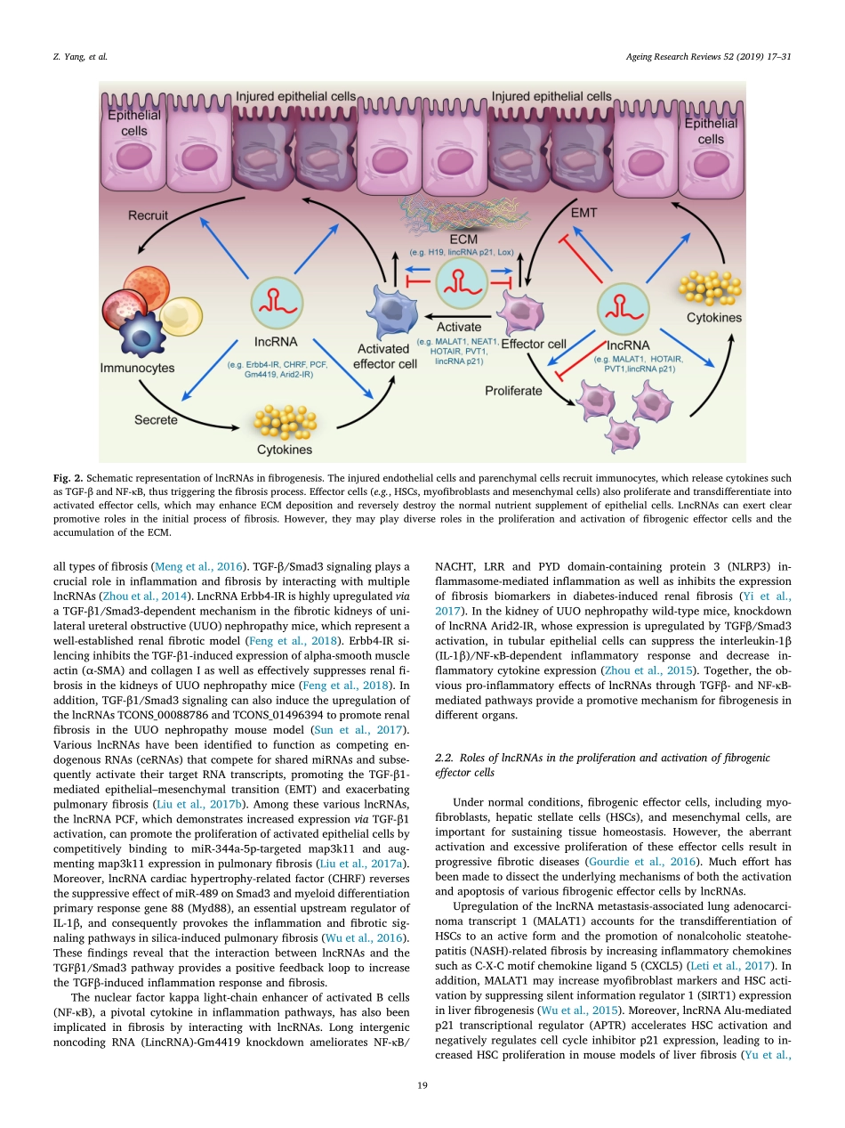LncRNA Shedding light on mechanisms and opport.pdf_第3页