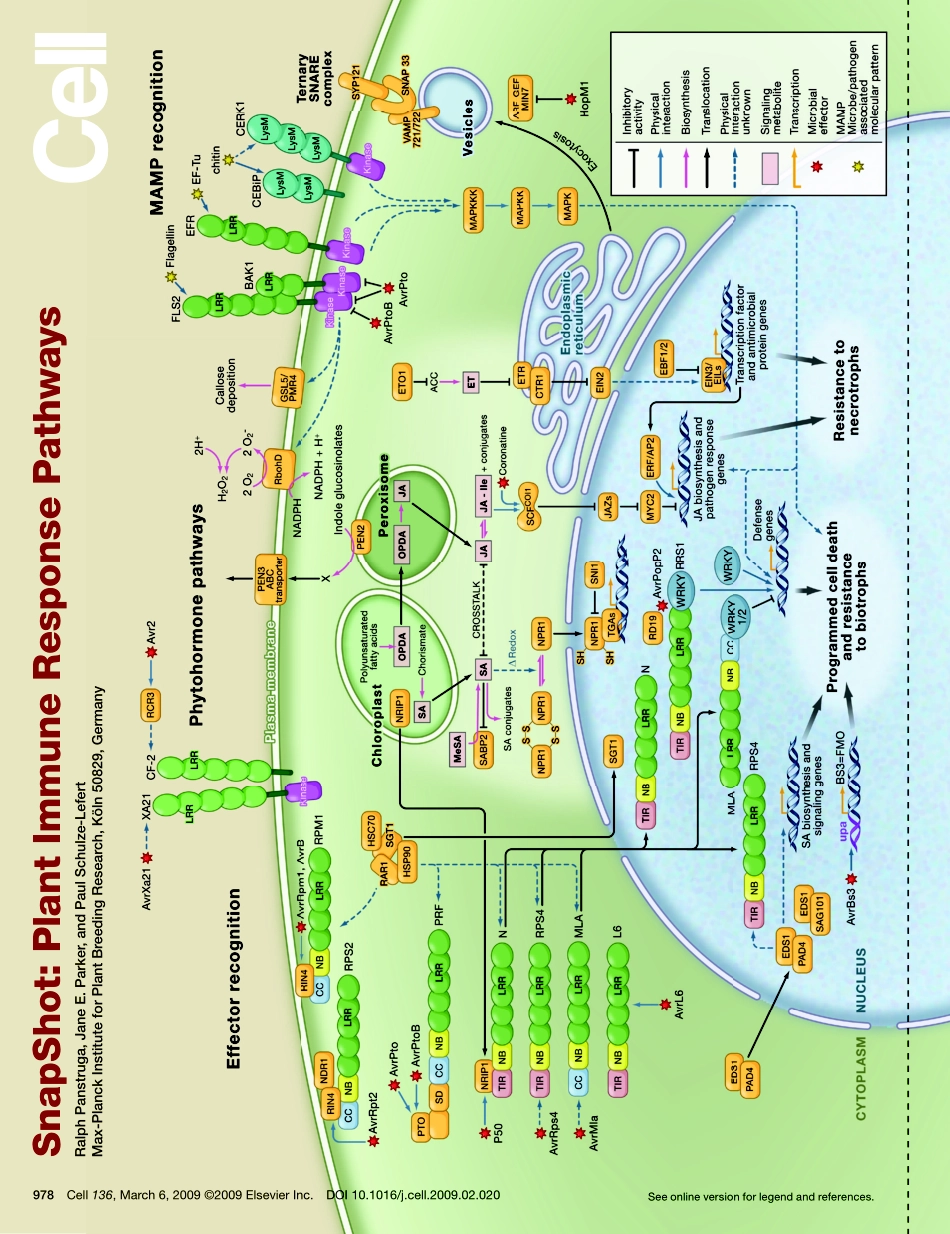 Plant Immune Response Pathways.PDF_第1页