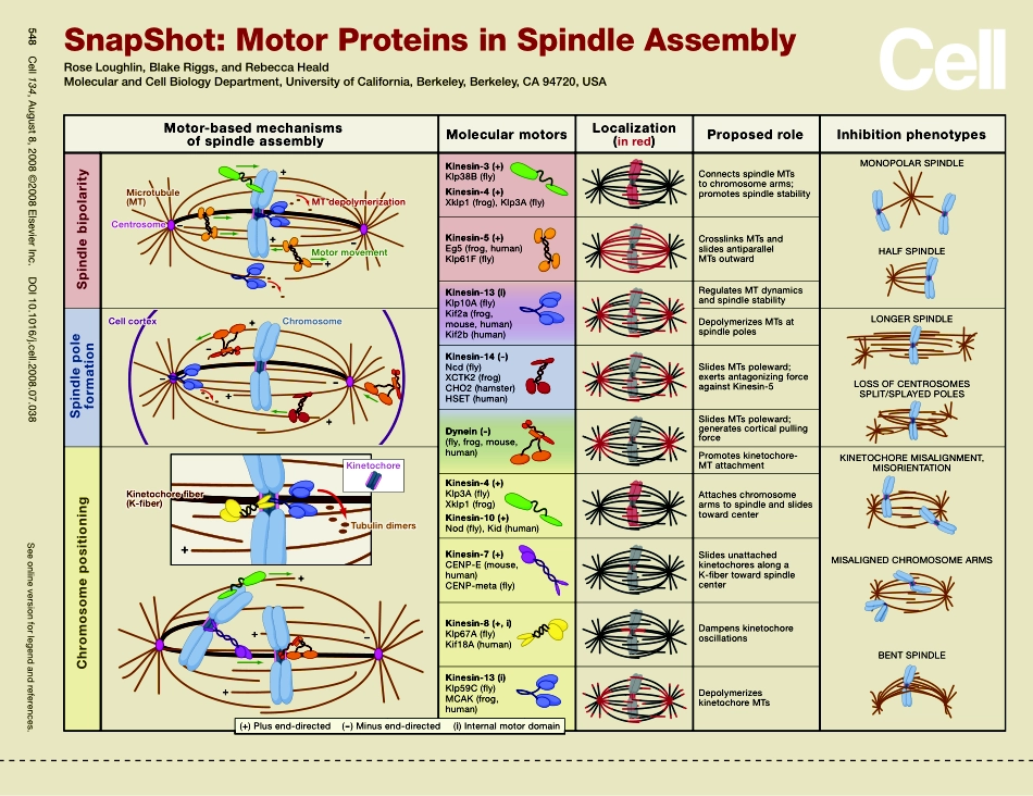 Motor Proteins in Spindle Assembly.PDF_第1页