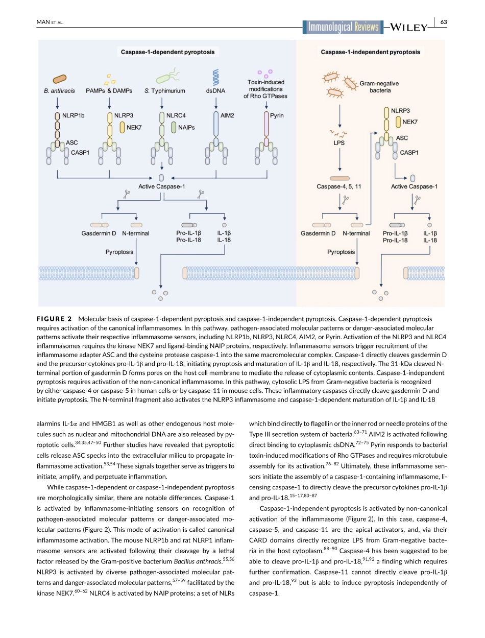 Molecular mechanisms and functions of pyroptos.pdf_第3页