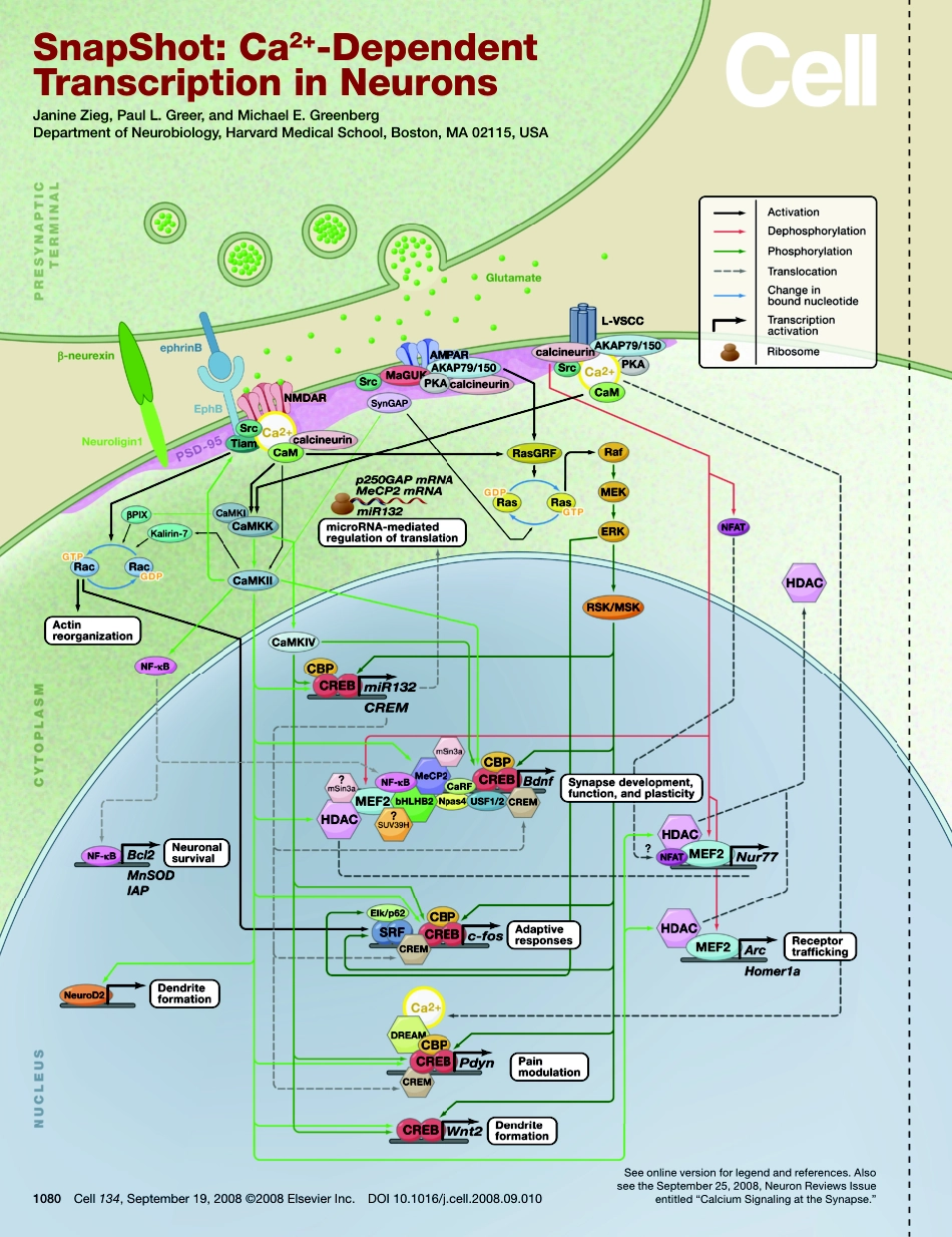 Ca2+-Dependent Transcription in Neurons.PDF_第1页