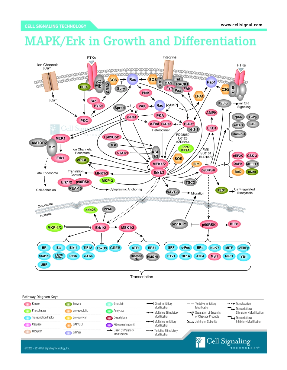 MAPK_ERK_Growth.pdf_第1页