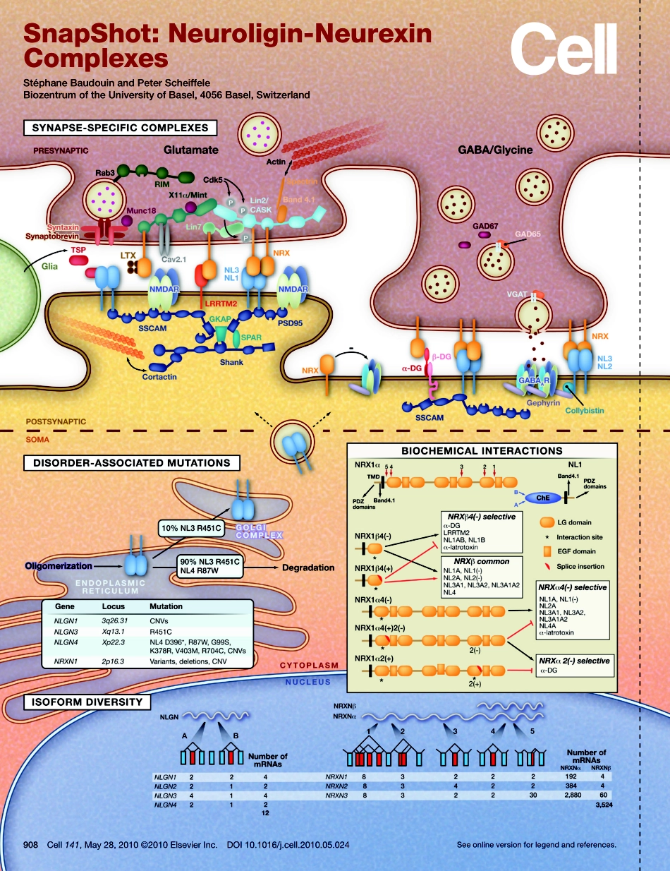 Neuroligin-Neurexin Complexes.PDF_第1页