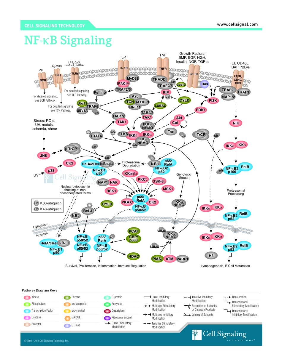 NF-κB Signaling Interactive Pathway.pdf_第1页