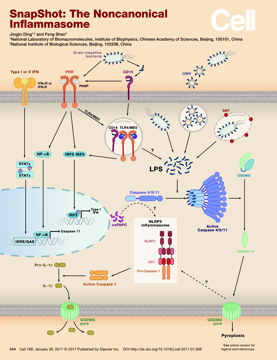 Noncanonical Inflammasome.pdf_第1页