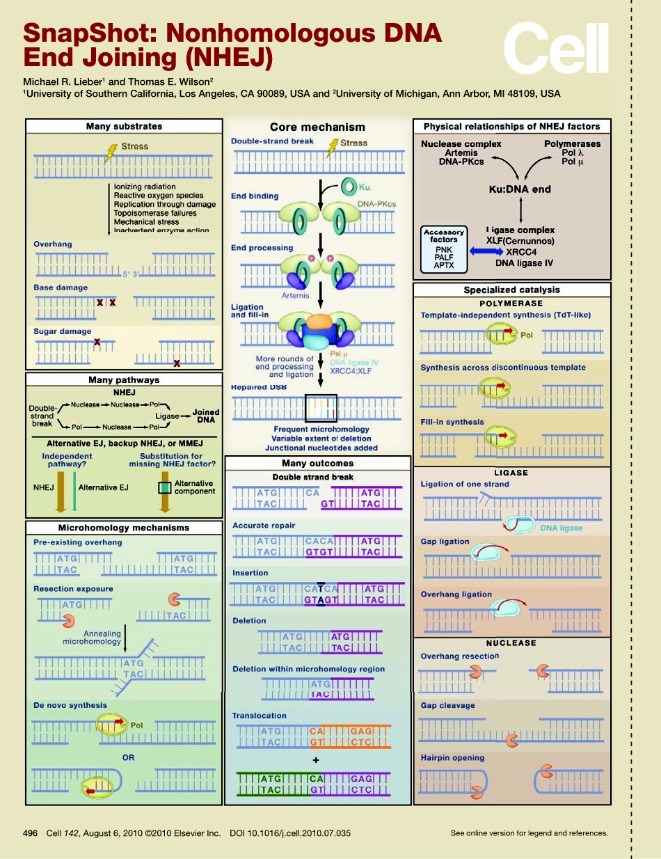 Nonhomologous DNA End Joining (NHEJ).PDF_第1页