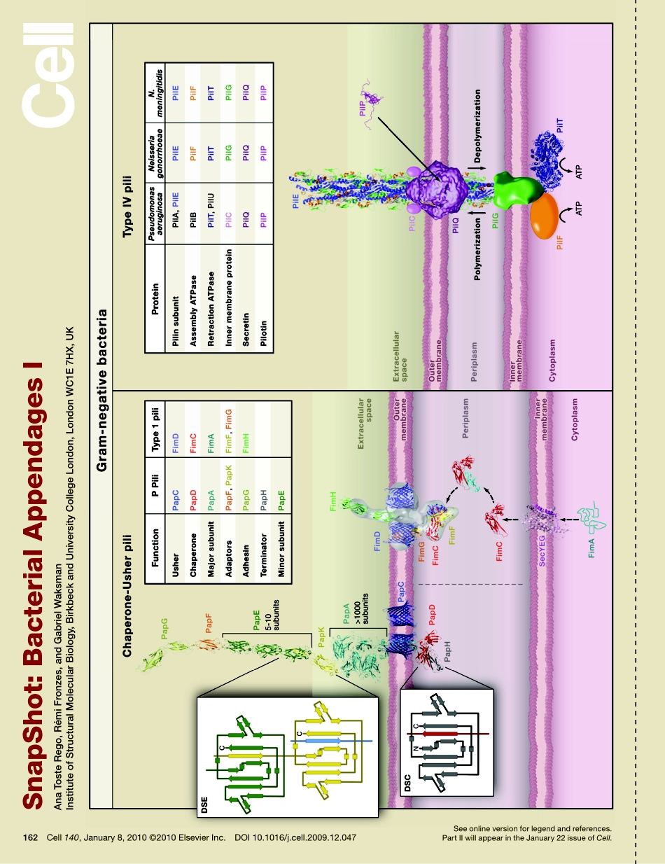 Bacterial Appendages I.PDF_第1页