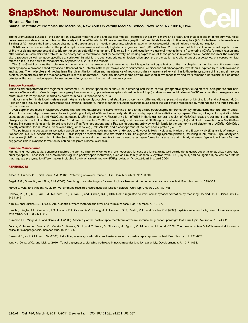 Neuromuscular Junction.PDF_第2页