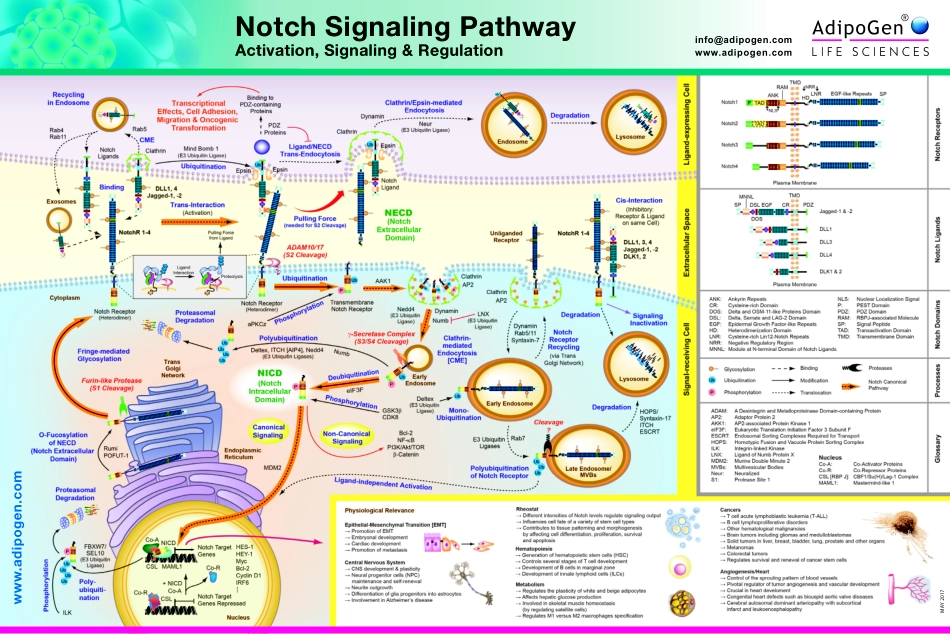 Notch Signaling Pathway-2.pdf_第1页