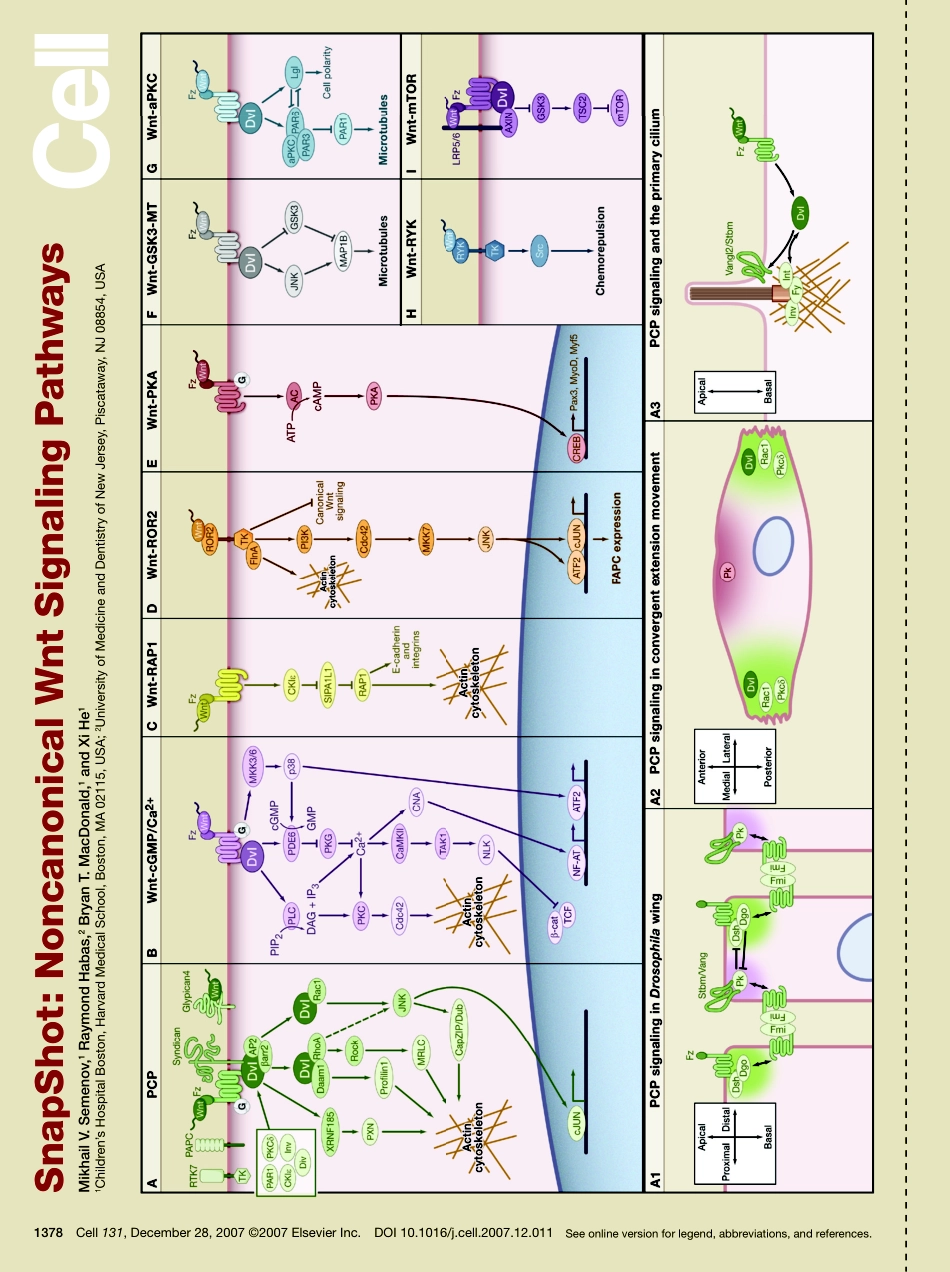 Noncanonical Wnt Signaling Pathways.PDF_第1页