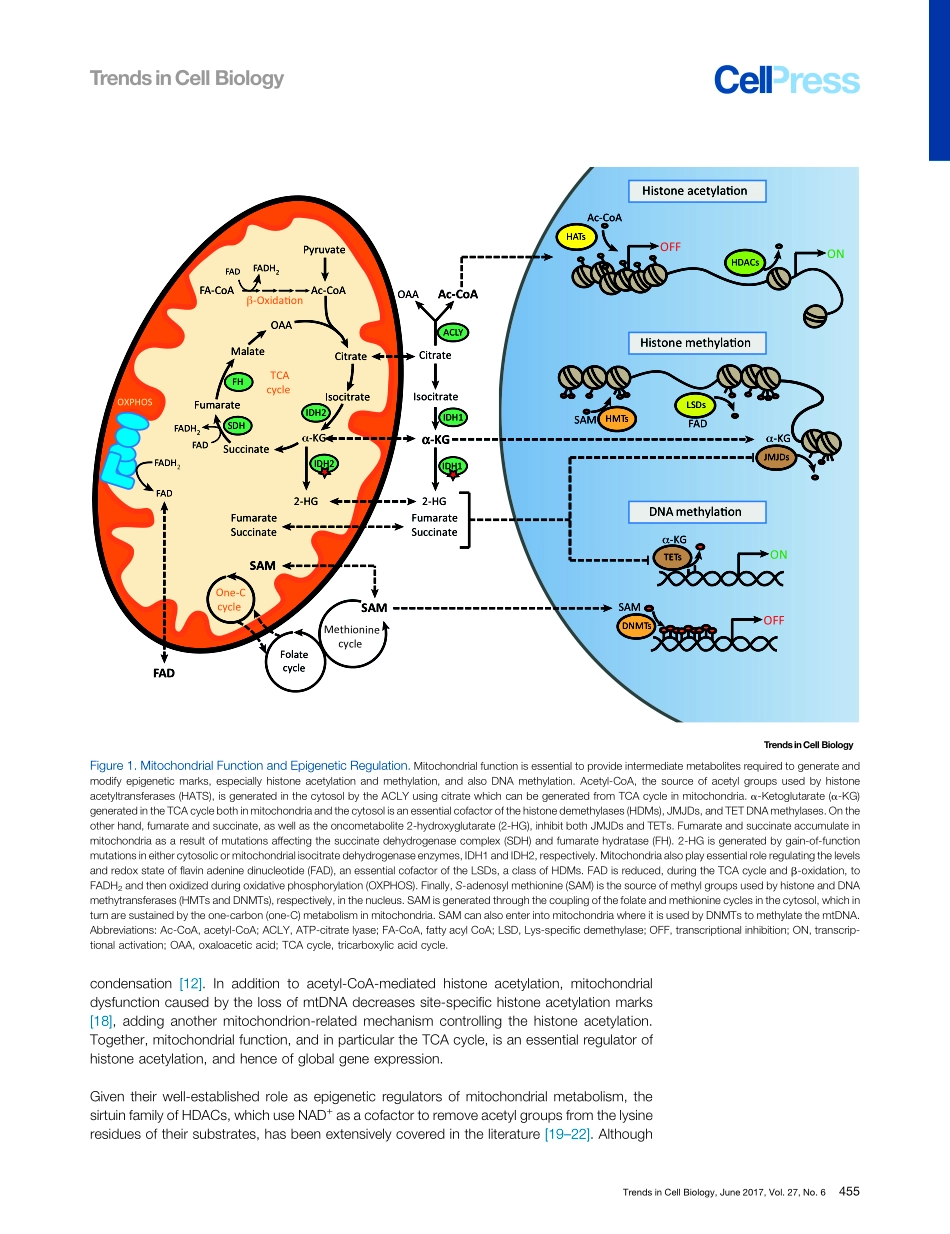 Mitochondria and Epigenetics – Crosstalk in Homeostasis and Stress.pdf_第3页