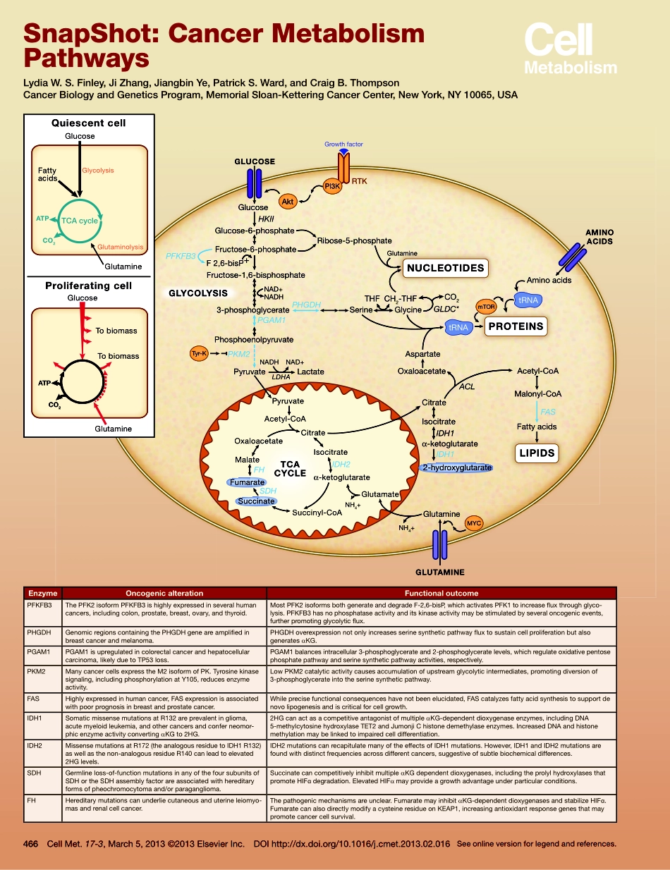Cancer Metabolism Pathways.pdf_第1页
