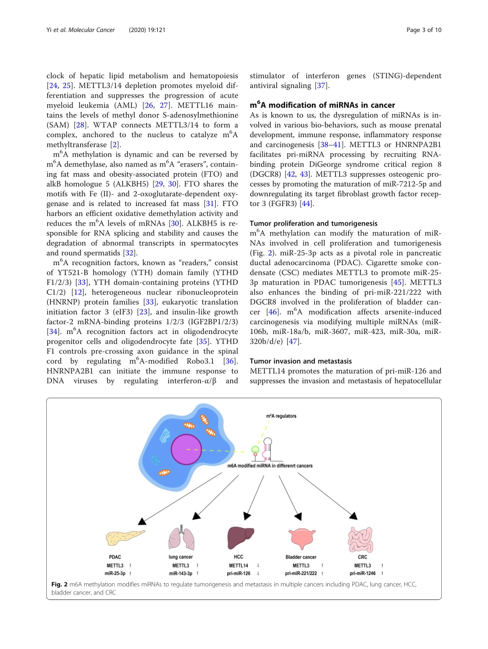Novel insights into the interplay between m6A.pdf_第3页