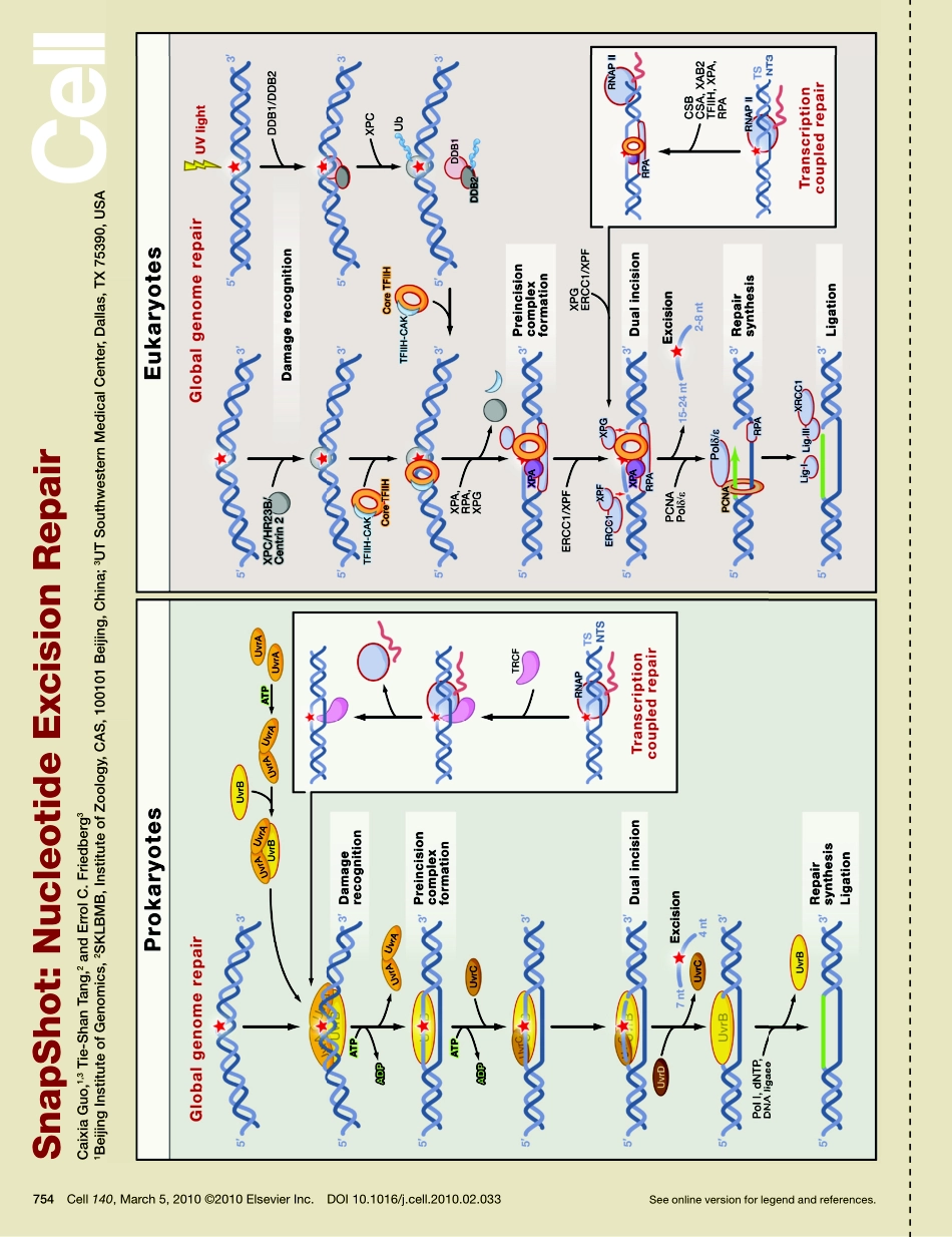 Nucleotide Excision Repair.PDF_第1页