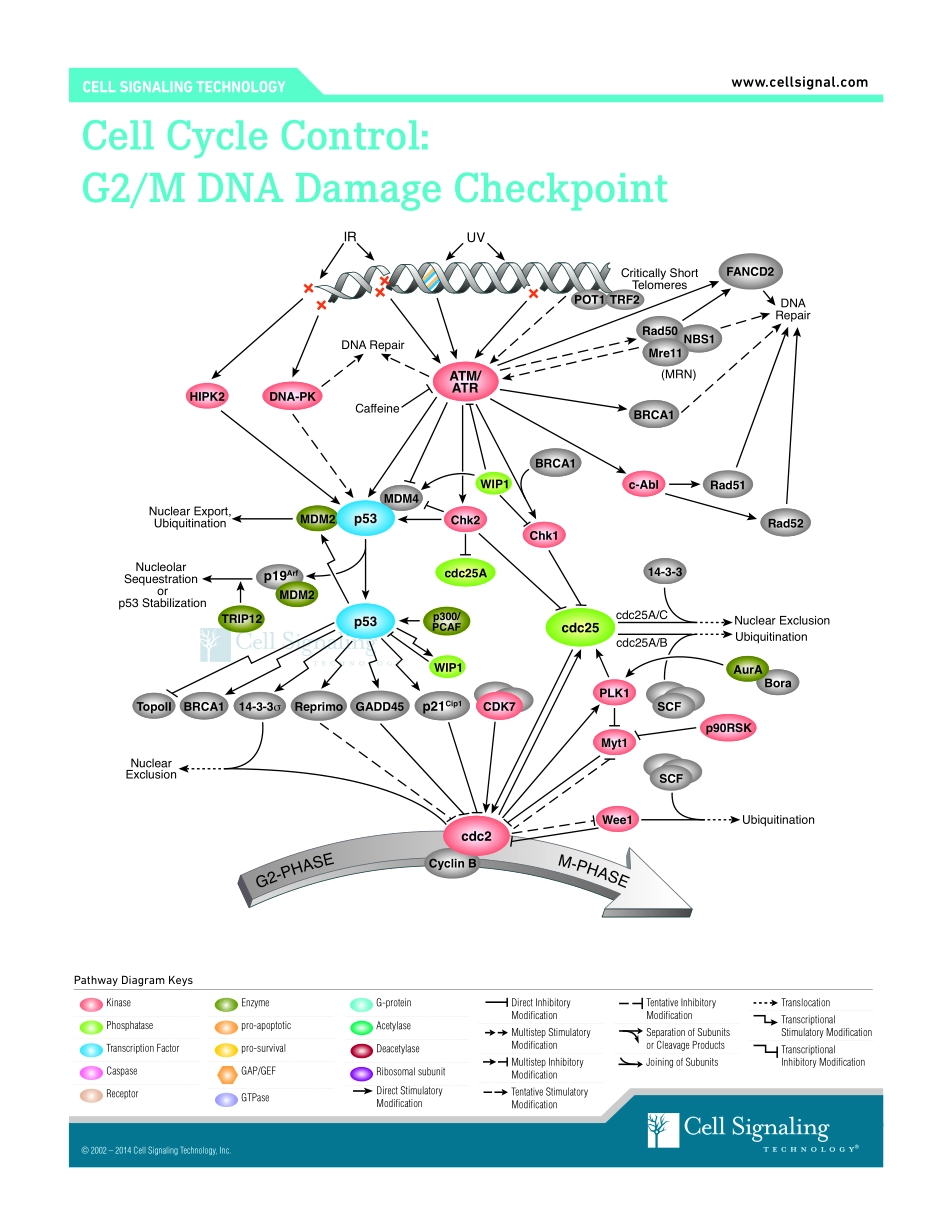Cell Cycle G2-M DNA Damage Signaling Interactive Pathway.pdf_第1页