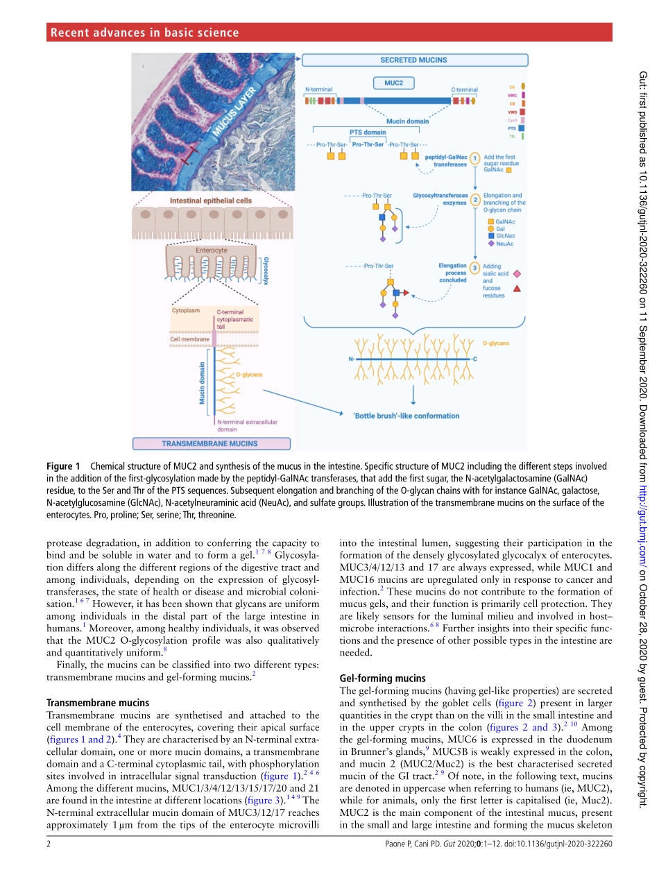 Mucus barrier, mucins and gut microbiota the e.pdf_第2页