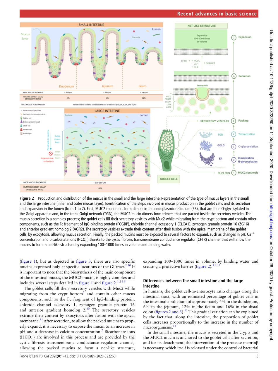 Mucus barrier, mucins and gut microbiota the e.pdf_第3页