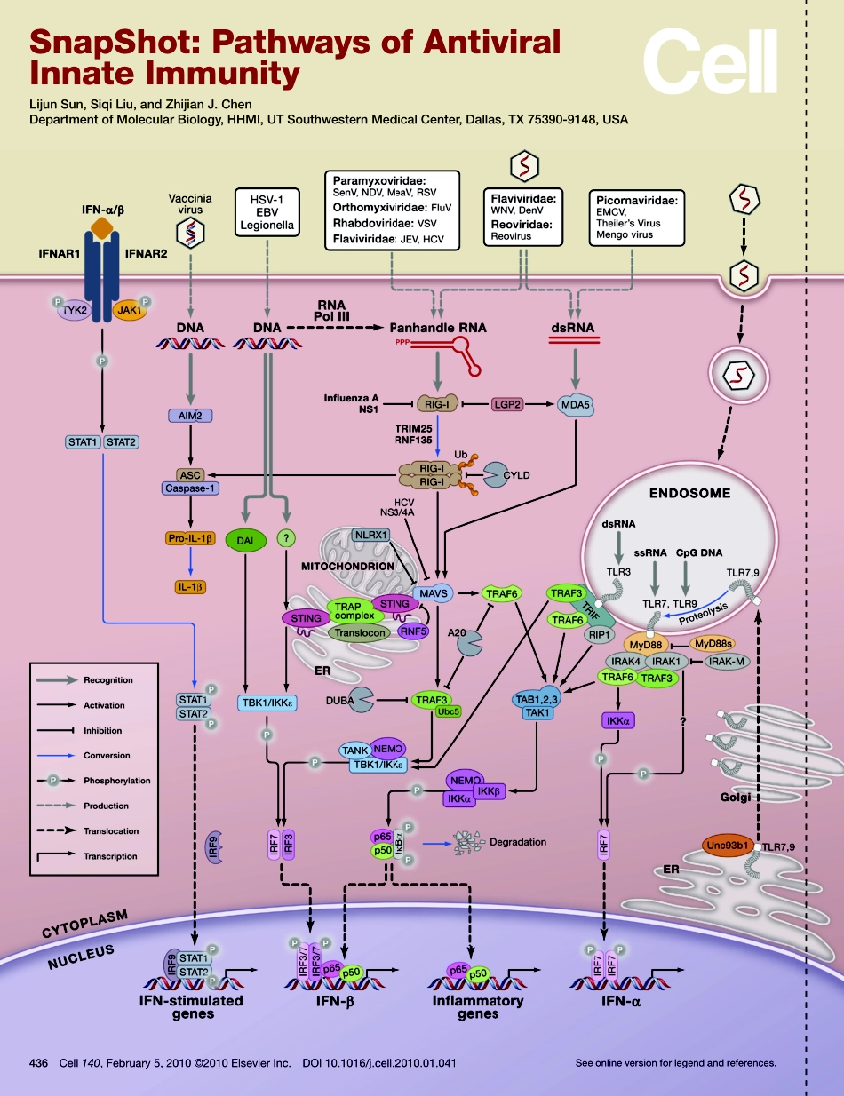 Pathways of Antiviral Innate Immunity.PDF_第1页