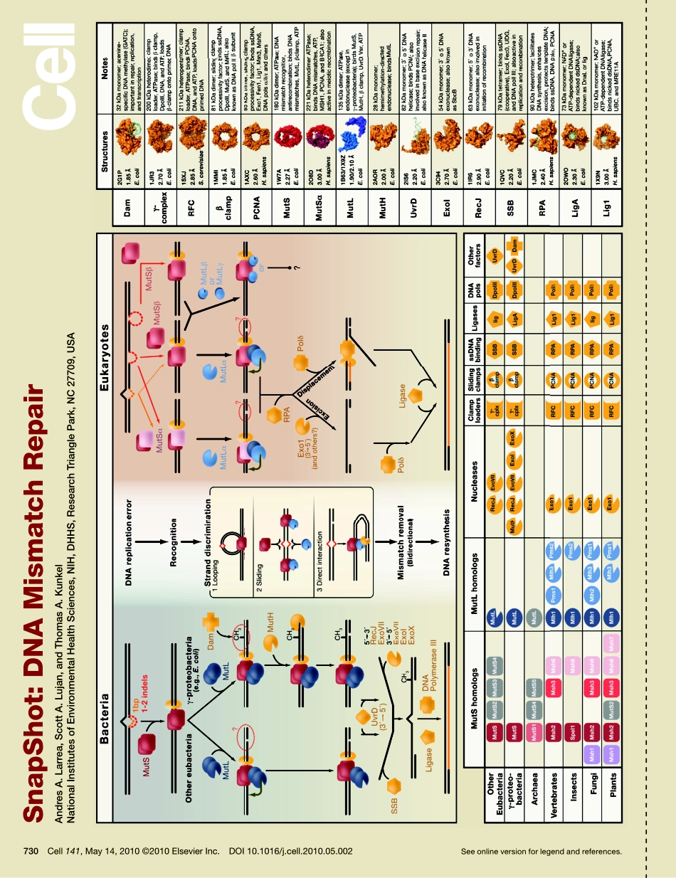 DNA Mismatch Repair.PDF_第1页