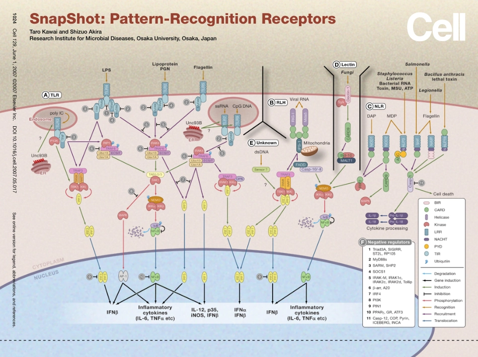 Pattern-Recognition Receptors.PDF_第1页
