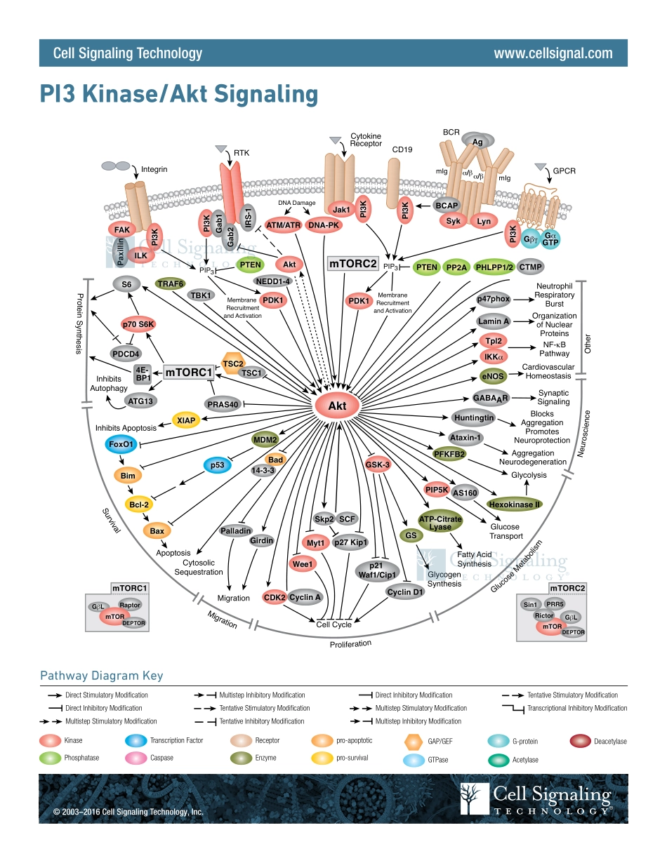 PI3K-Akt Signaling Interactive Pathway.pdf_第1页