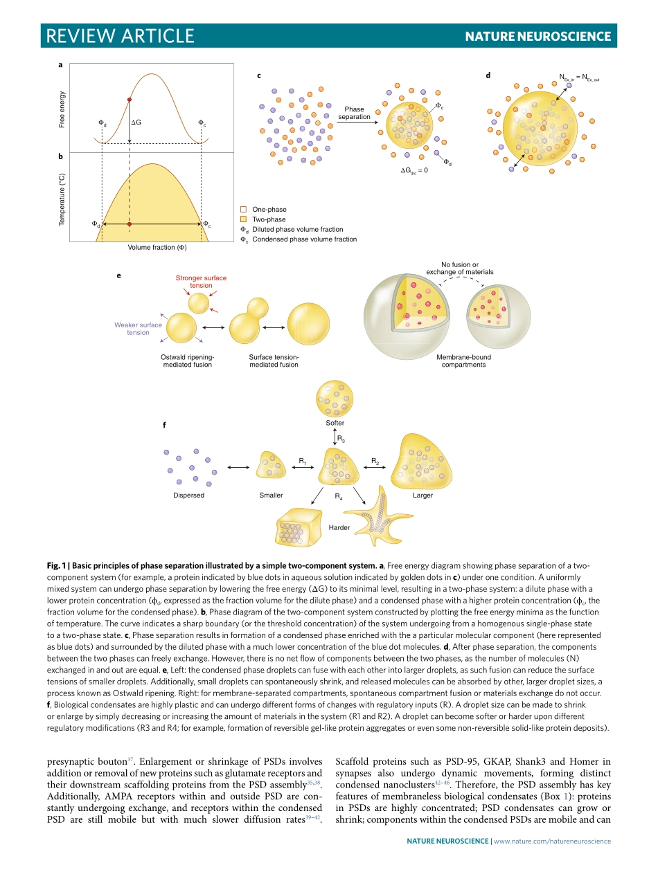 Phase separation at the synapse.pdf_第2页