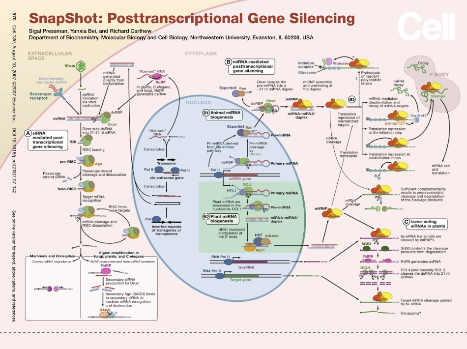 Posttranscriptional Gene Silencing.pdf_第1页