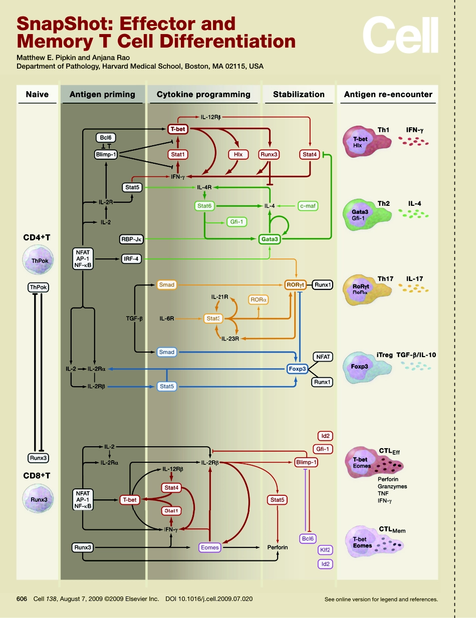 Effector and Memory T Cell Differentiation.pdf_第1页