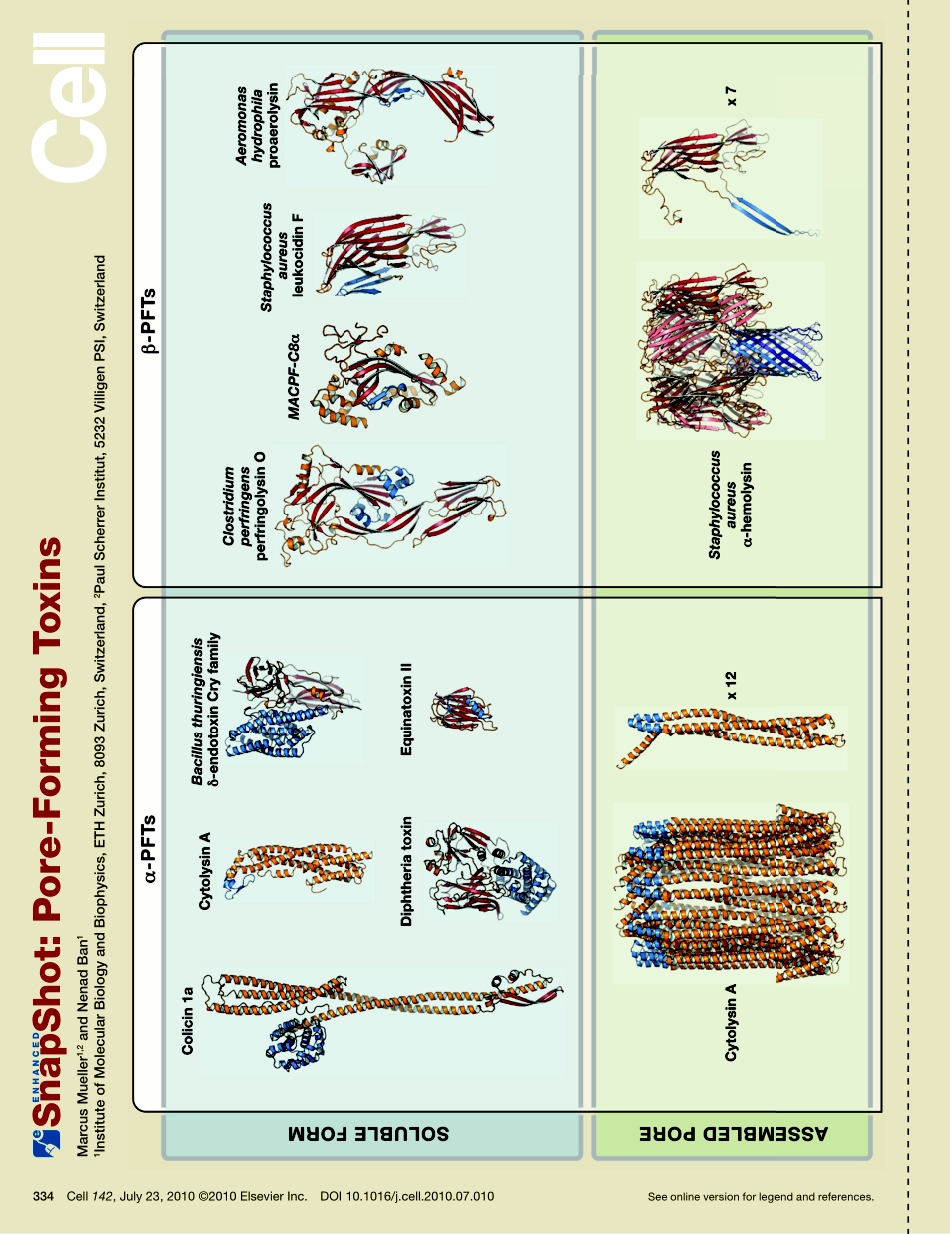 Pore-Forming Toxins.PDF_第1页