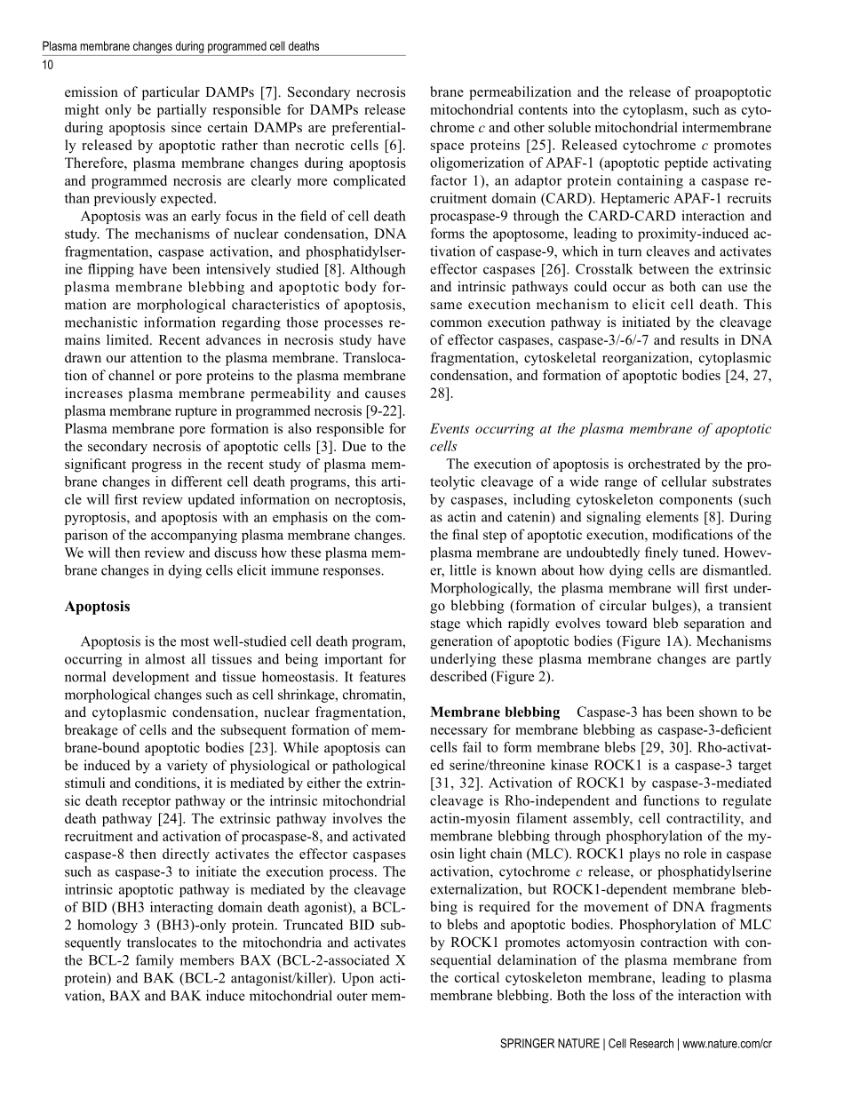 Plasma membrane changes during programmed cell deaths.pdf_第2页