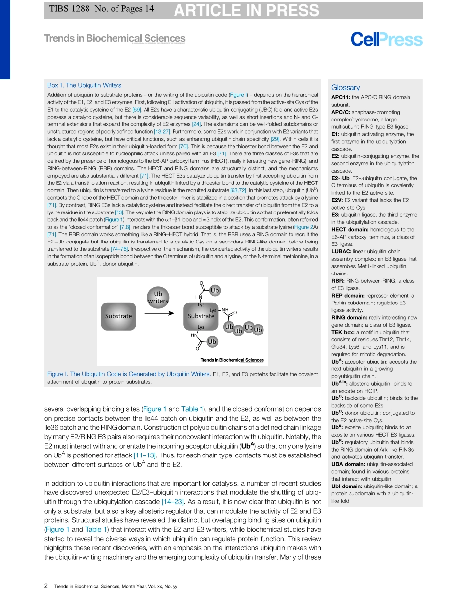 Noncovalent Ubiquitin Interactions Regulate the Catalytic Activity of Ubiquitin Writers.pdf_第2页