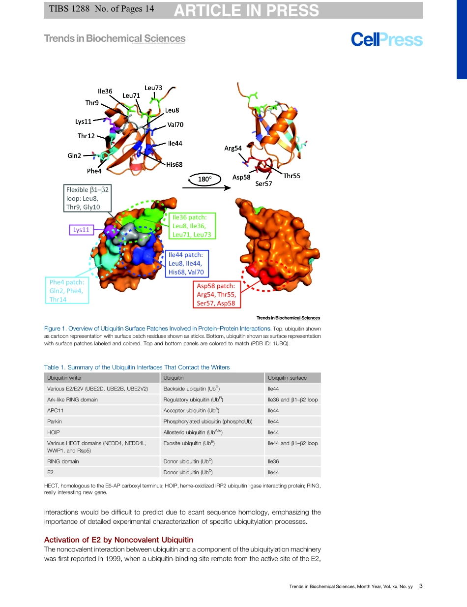 Noncovalent Ubiquitin Interactions Regulate the Catalytic Activity of Ubiquitin Writers.pdf_第3页