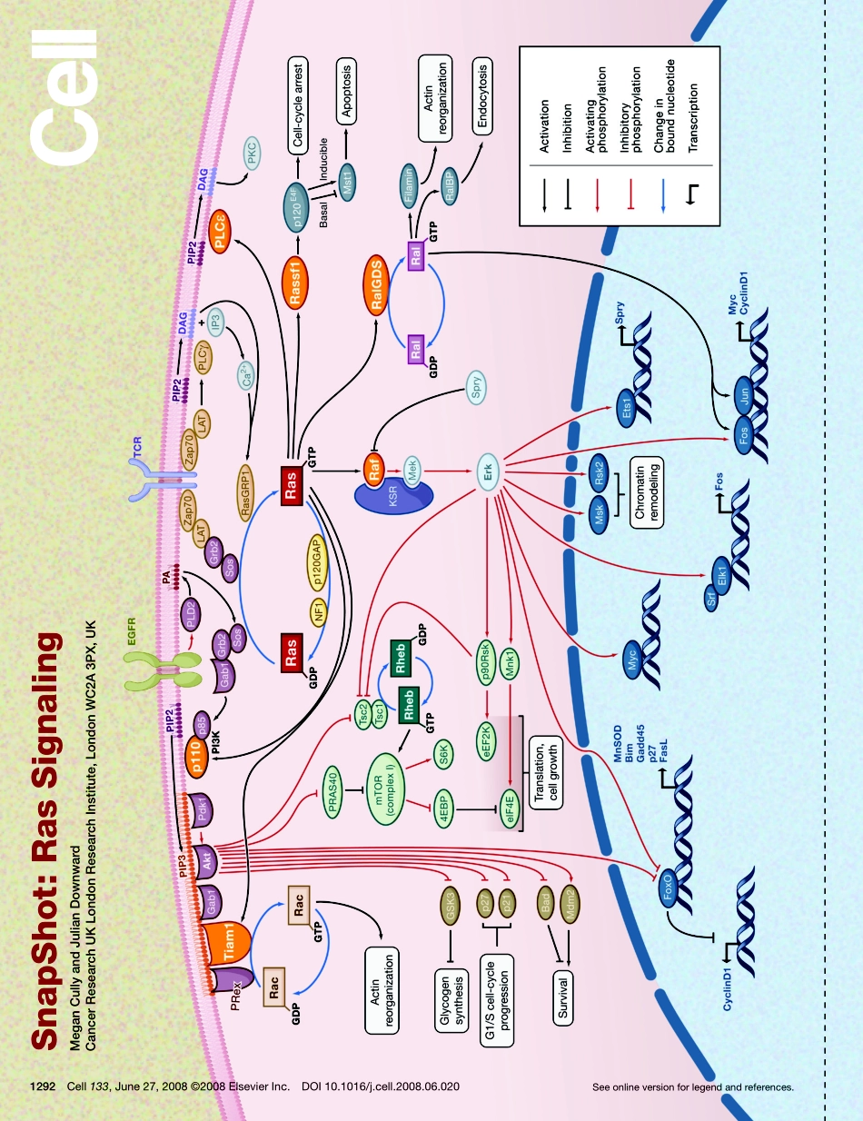 Ras Signaling.pdf_第1页