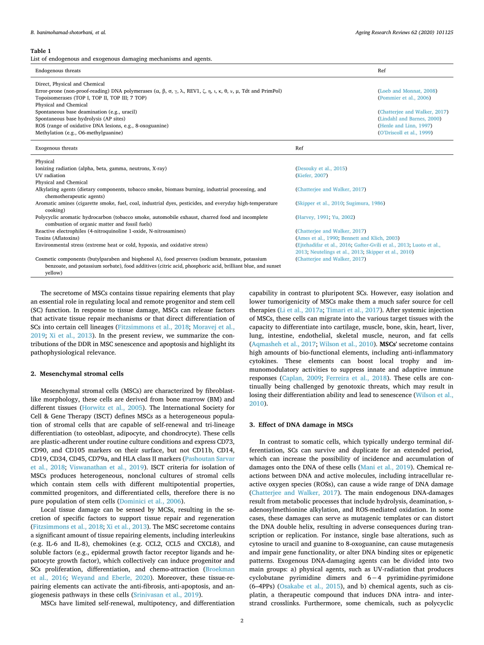 DNAdamagerepairresponseinmesenchymalstromalcel.pdf_第2页