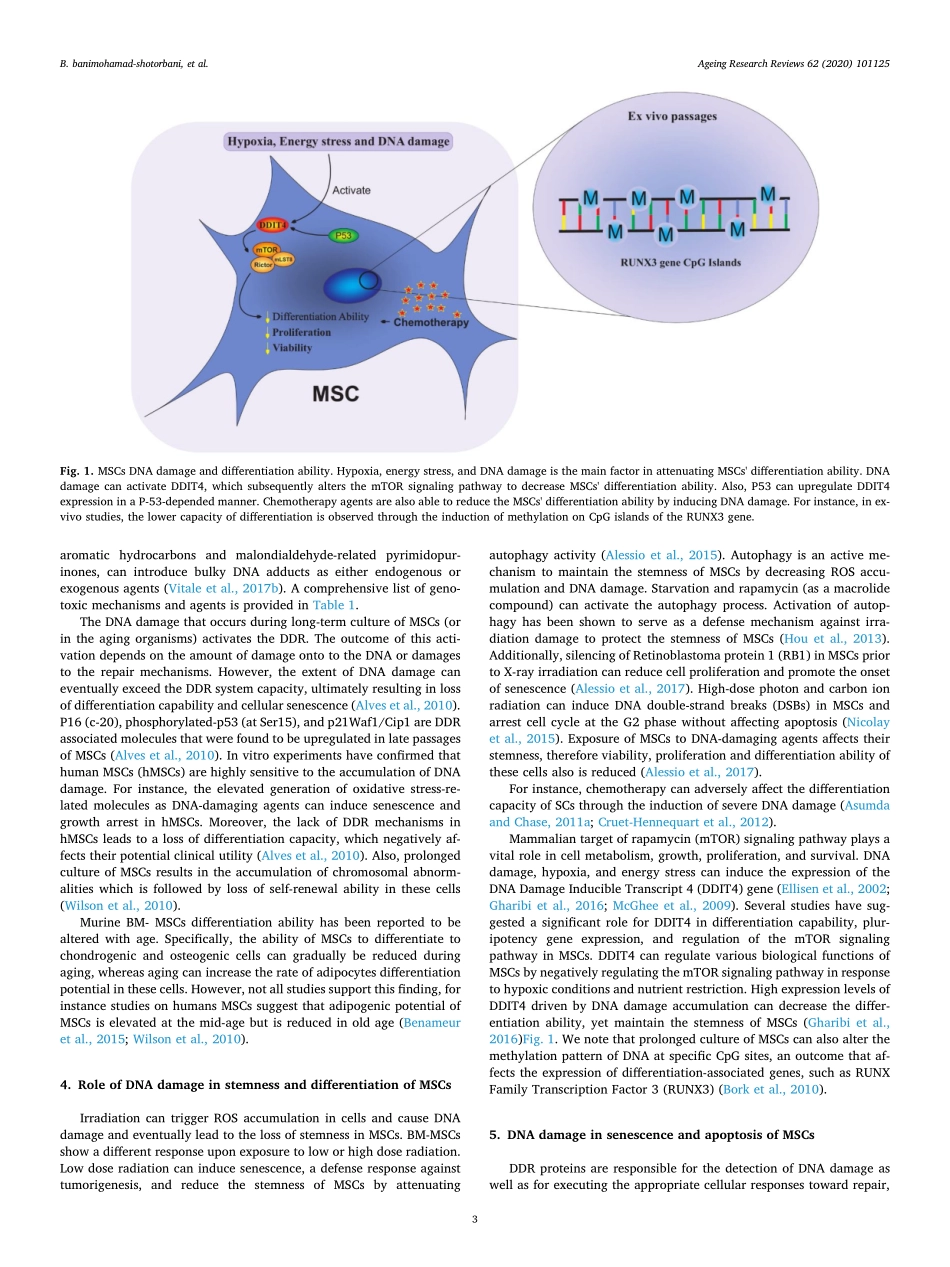 DNAdamagerepairresponseinmesenchymalstromalcel.pdf_第3页