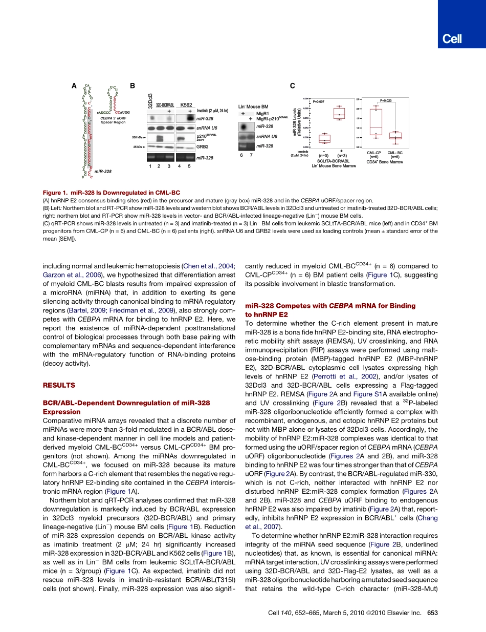 RNA结合蛋白阻碍功能miR-328 functions as an RNA decoy to modulate hnRNP E2 regulation of mRNA translation in leukemic blasts.pdf_第2页