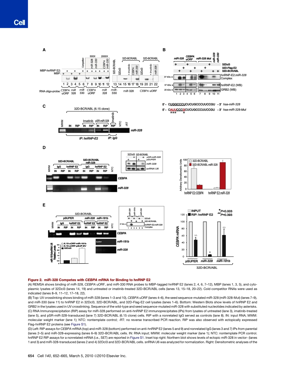 RNA结合蛋白阻碍功能miR-328 functions as an RNA decoy to modulate hnRNP E2 regulation of mRNA translation in leukemic blasts.pdf_第3页