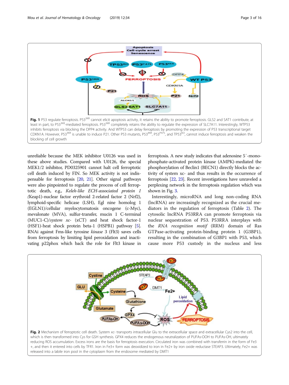 Ferroptosis, a new form of cell death opportun.pdf_第3页