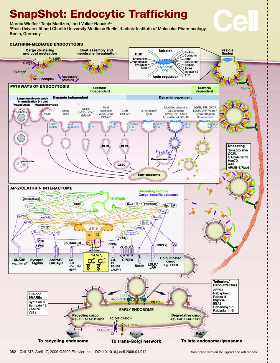 Endocytic Traff cking.PDF_第1页