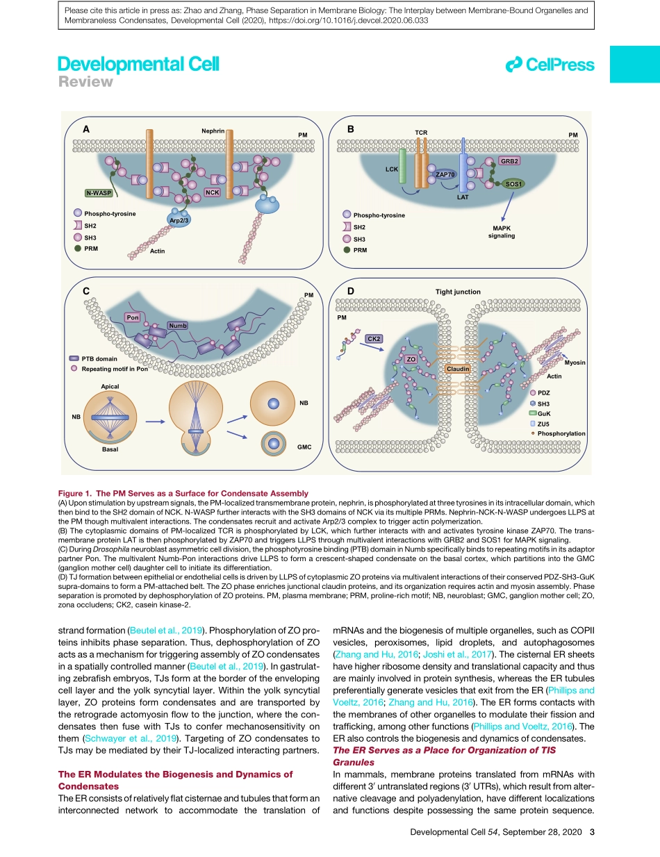 Phase Separation in Membrane Biology The Inter.pdf_第3页