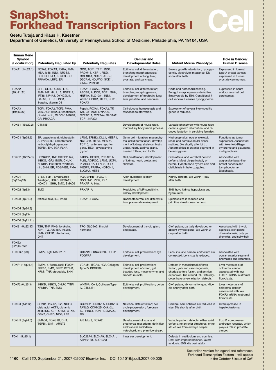 Forkhead Transcription Factors I.pdf_第1页
